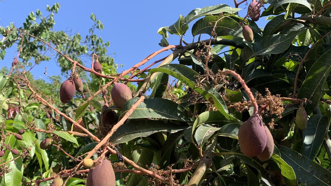Mangos Osteen en desarrollo en Cortijo de los Mudos