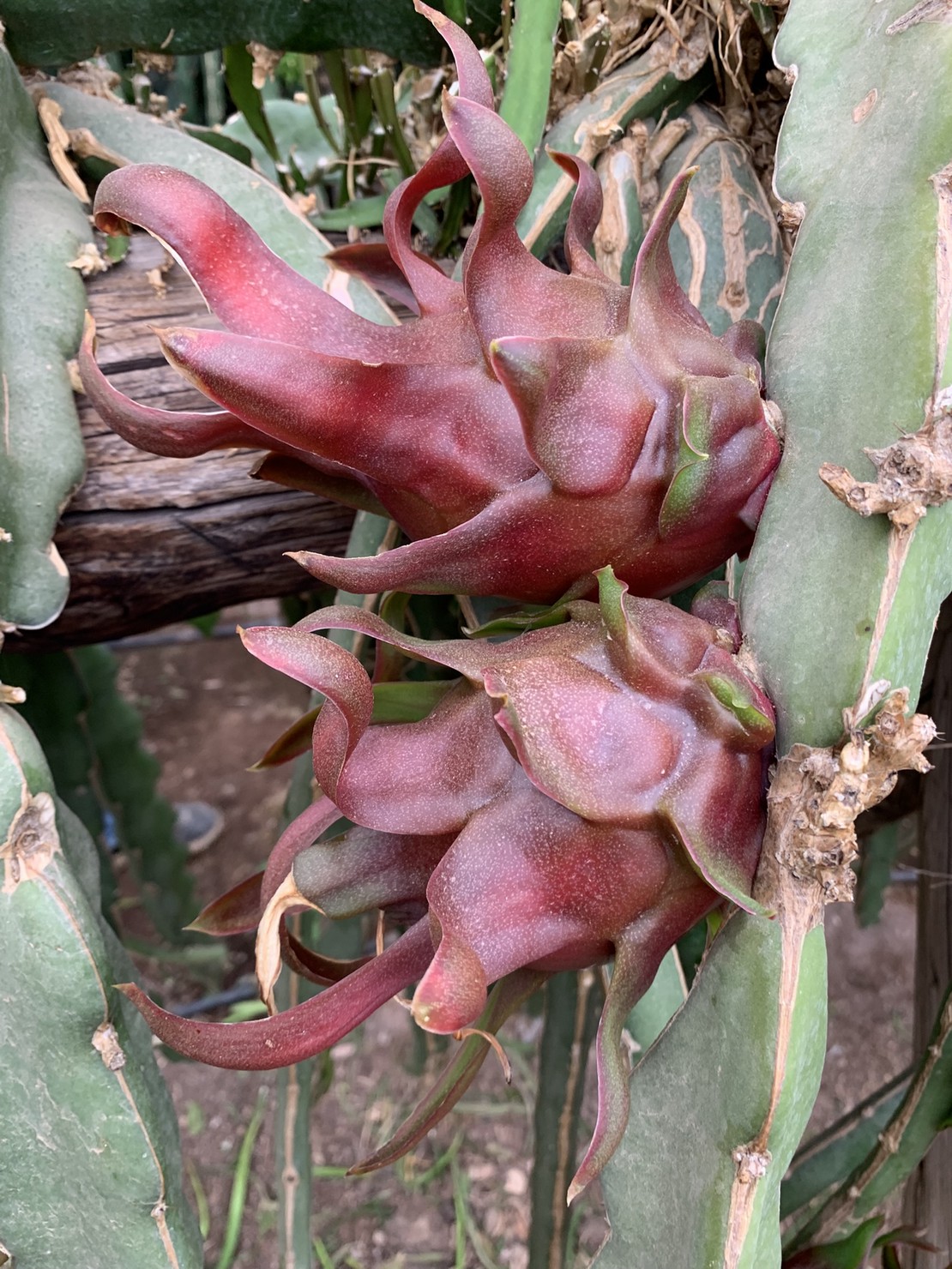 Pitayas rojas madurando en la planta