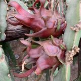 Pitaya Roja thumbnail