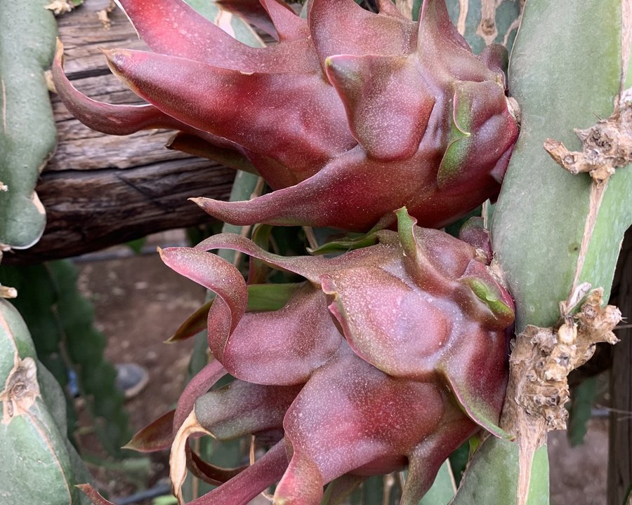 Pitaya Roja