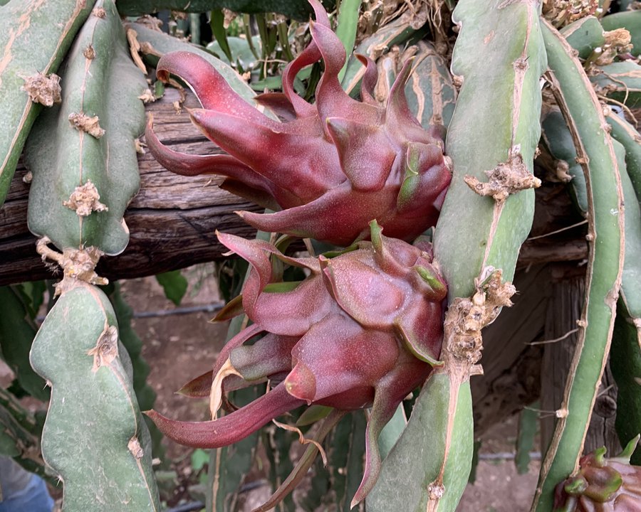 Pitaya Roja