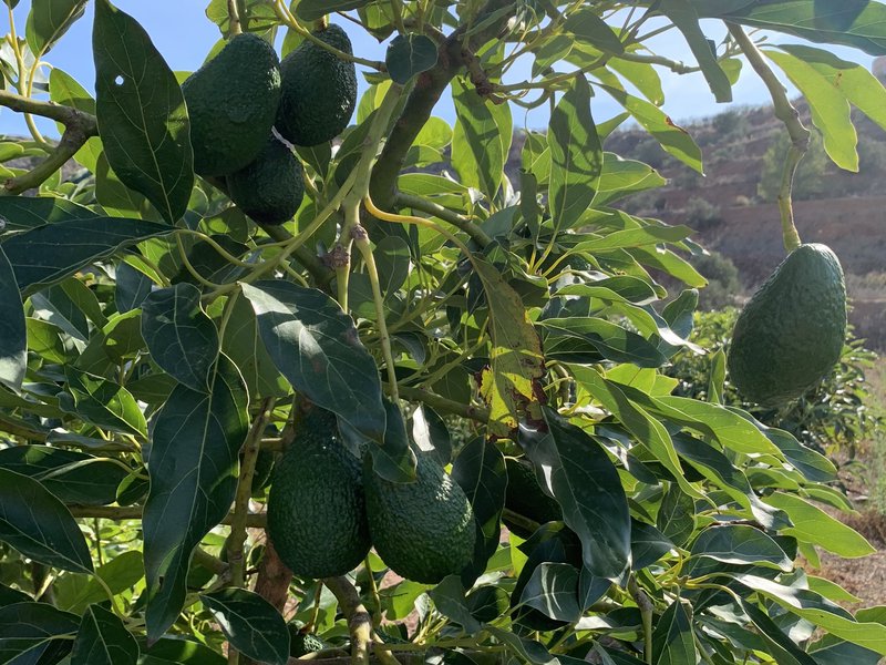 Aguacates Ecológicos