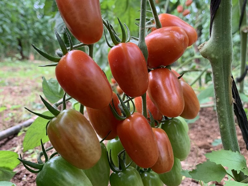 Tomate Cherry Ecológico