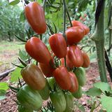 Tomate Cherry Ecológico thumbnail