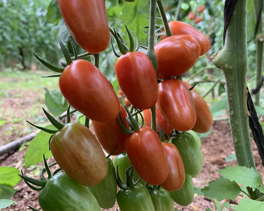 Tomate Cherry Ecológico