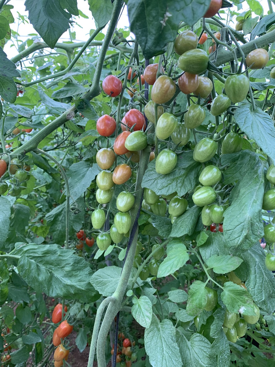 Detalle de nuestros tomates cherry ecológicos