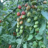 Tomate Cherry Ecológico thumbnail