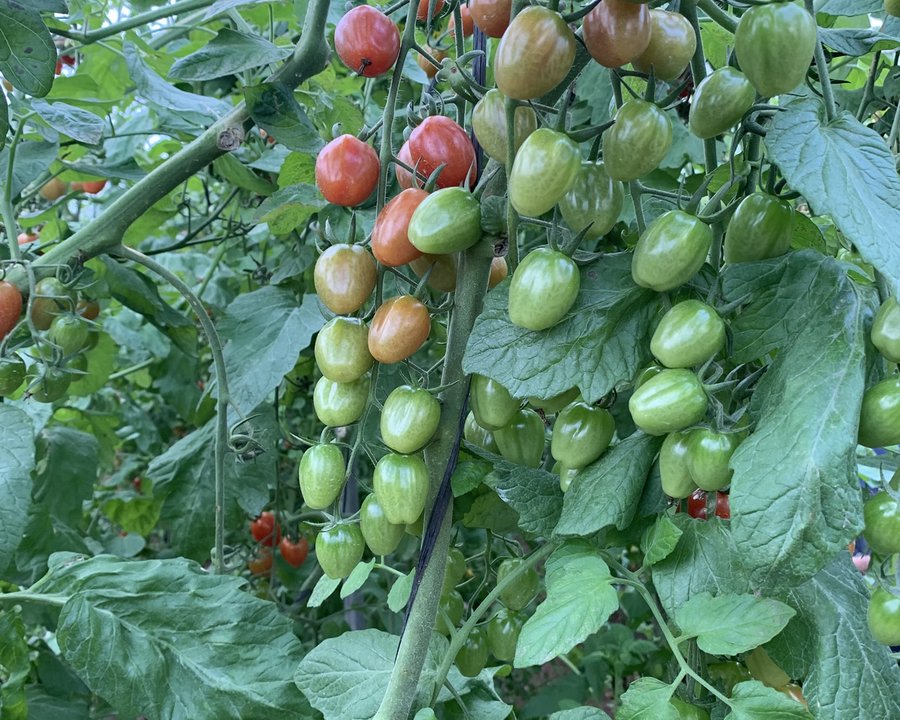 Tomate Cherry Ecológico