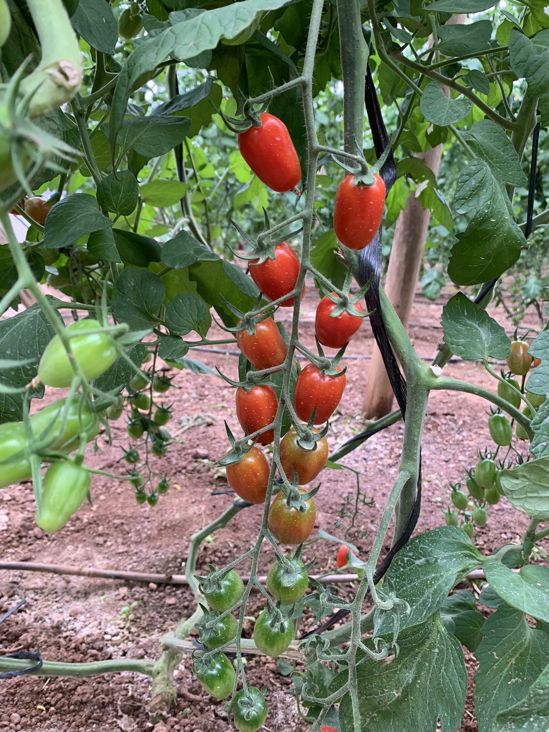 Tomates cherry de producción propia