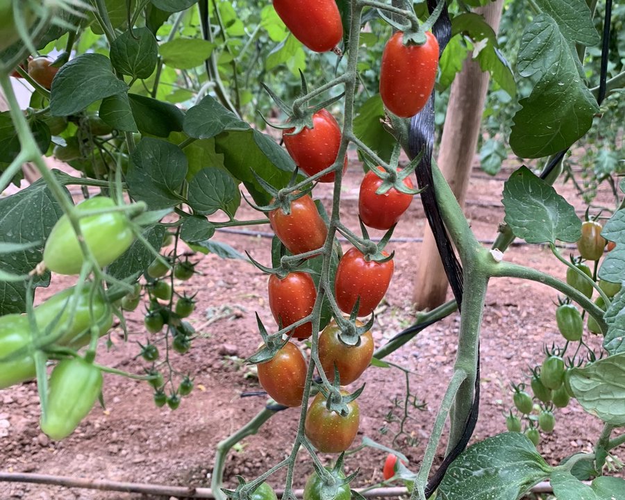Tomate Cherry Ecológico