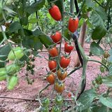Tomate Cherry Ecológico thumbnail