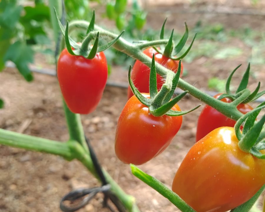 Tomate Cherry Ecológico