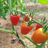 Tomate Cherry Ecológico thumbnail
