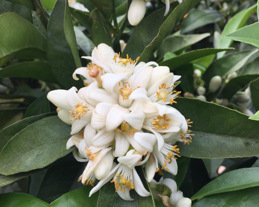 Limas Ecológicas