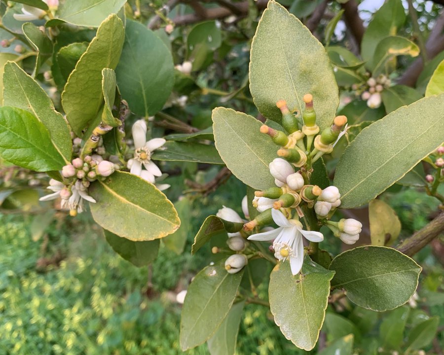Limas Ecológicas