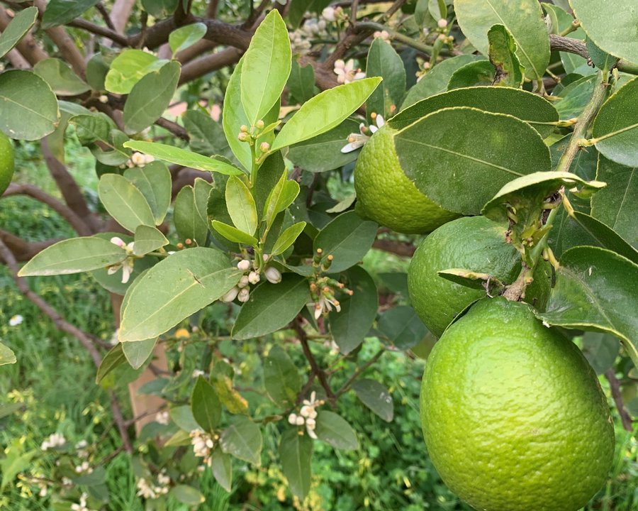 Limas Ecológicas
