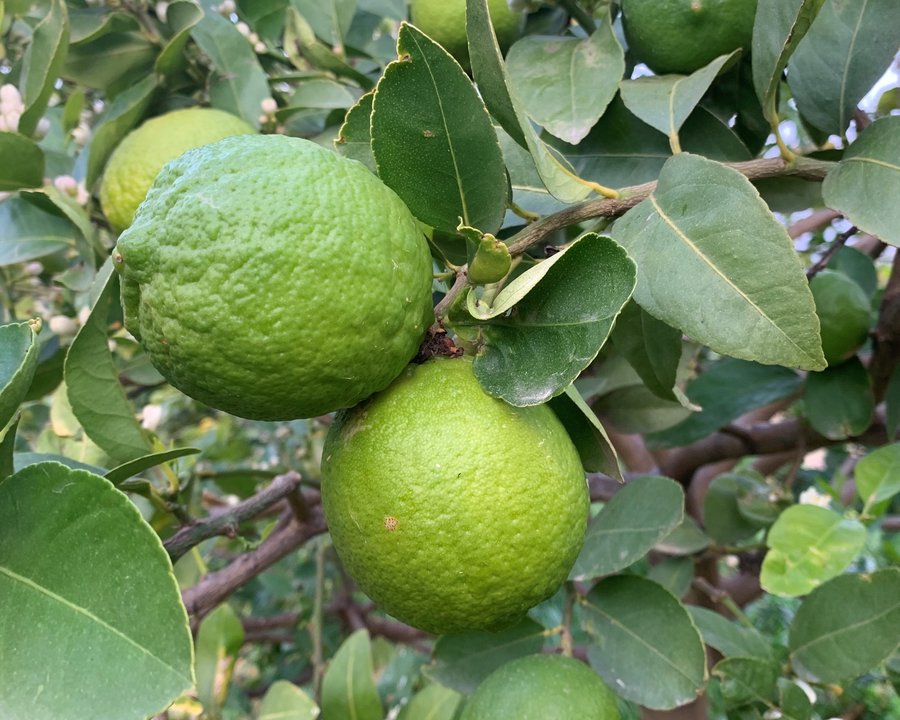 Limas Ecológicas