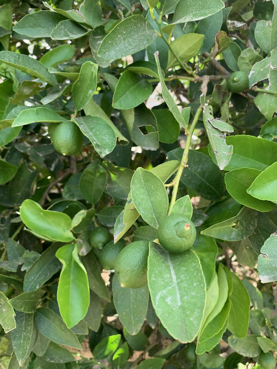 Limas ecológicas creciendo en el árbol