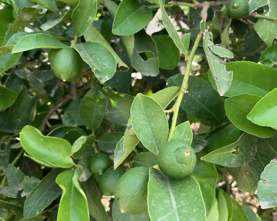 Limas Ecológicas