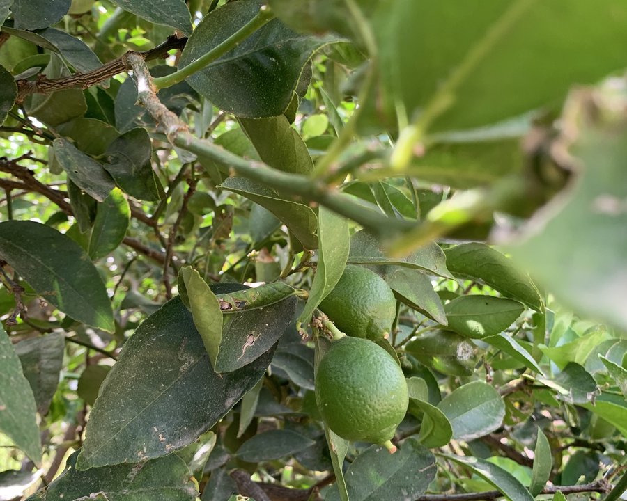 Limas Ecológicas