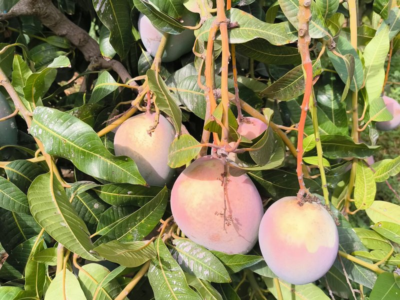 Mangos Ecológicos