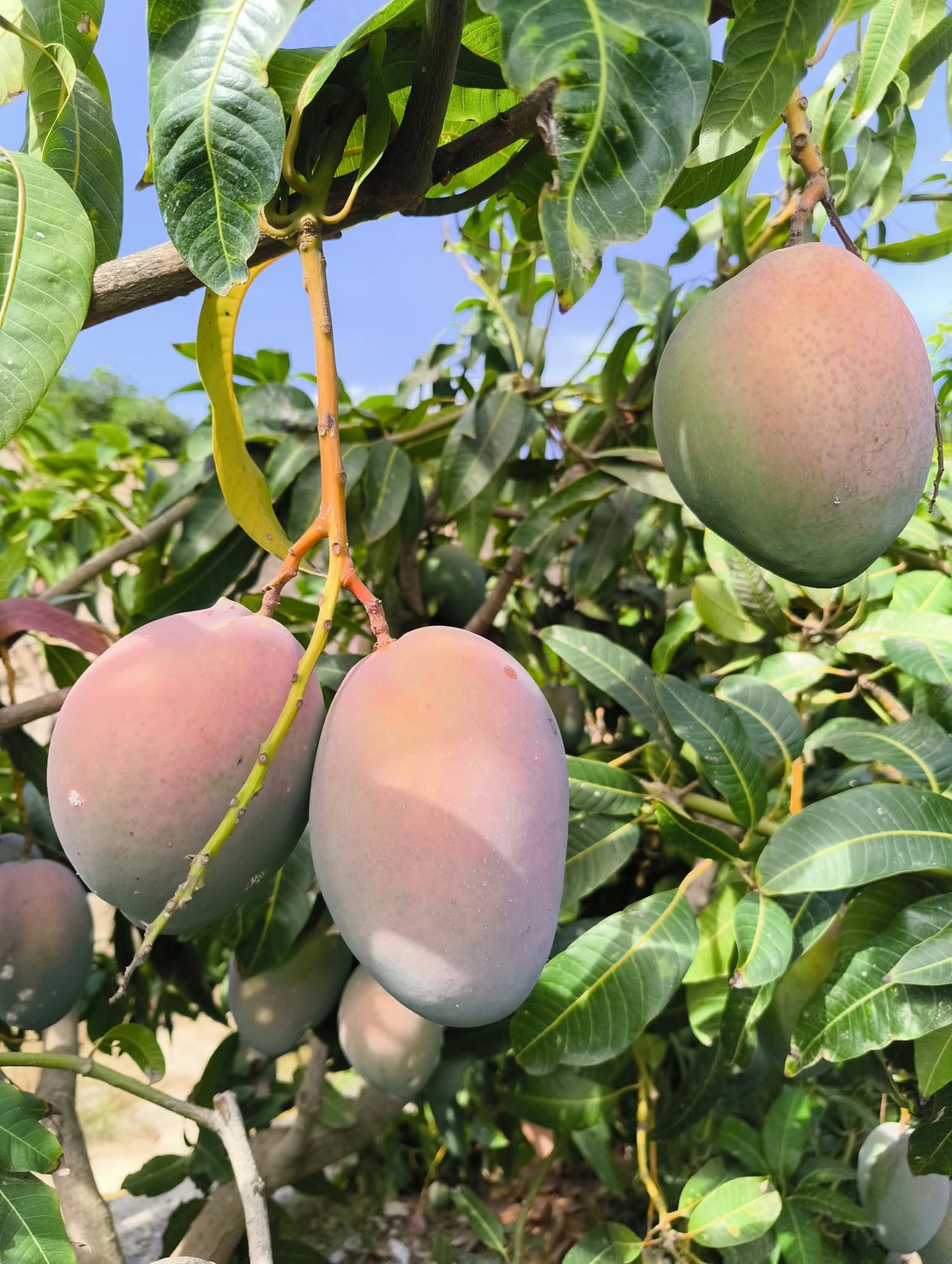 Mangos Keitt de producción propia en Cortijo de los Mudos