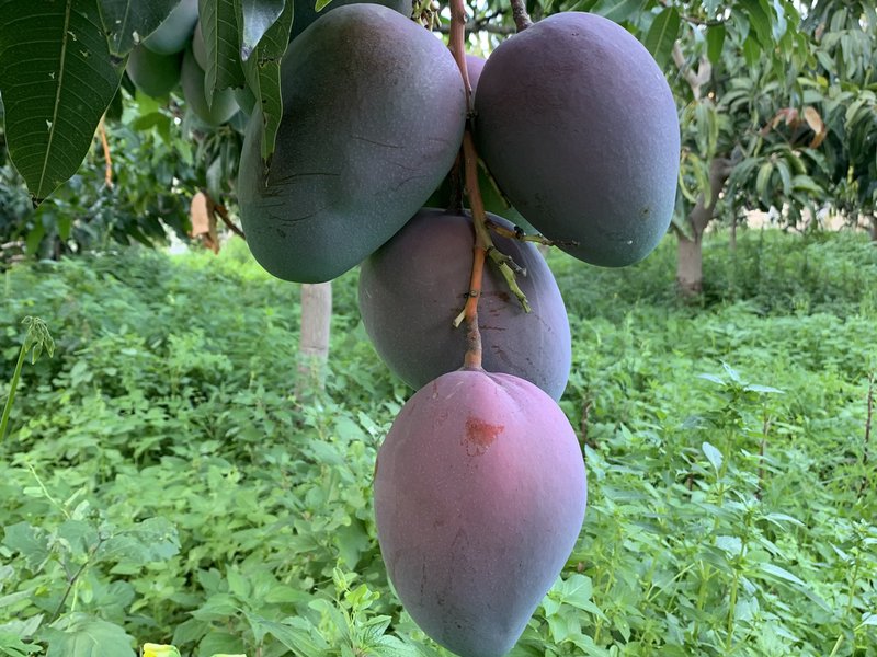 Mangos Ecológicos