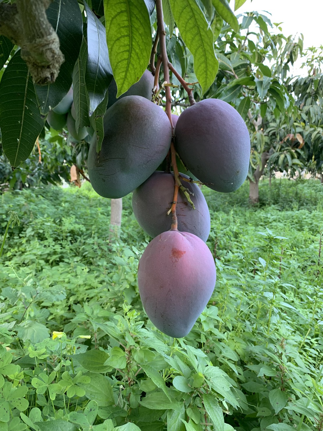 Mangos Ecológicos