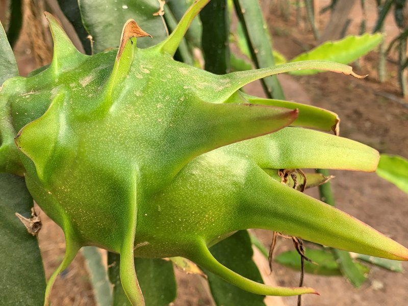 Pitaya Blanca