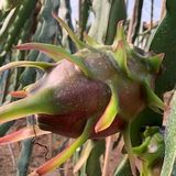 Pitaya Roja thumbnail