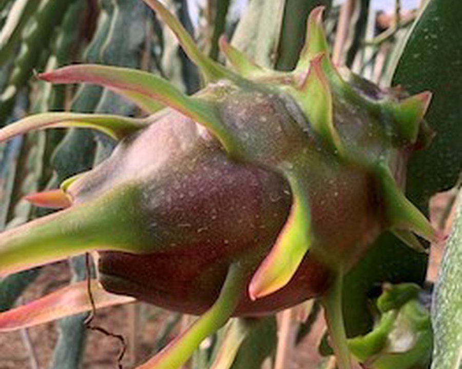 Pitaya Roja