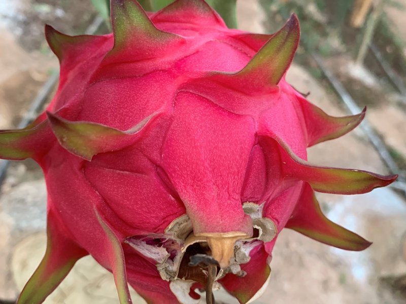 Pitaya Roja