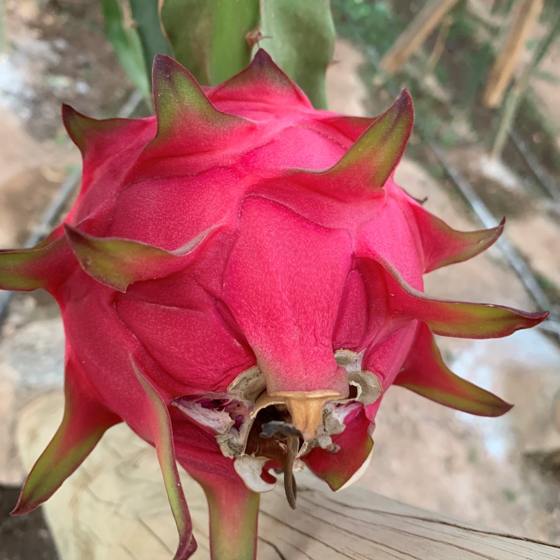 Pitaya Roja