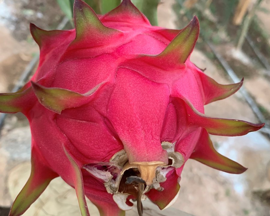 Pitaya Roja