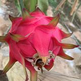 Pitaya Roja thumbnail